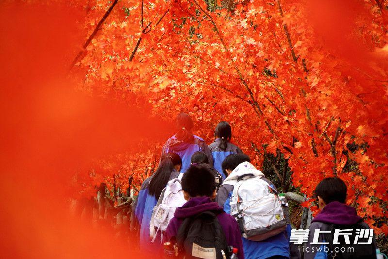 紅楓長廊銀杏隧道已搭好,石燕湖“拍照打卡天花板”等你來